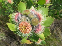 Leucospermum winteri