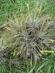 Tillandsia schiedeana