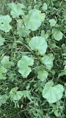 Malva pusilla