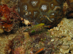 Koumansetta rainfordi