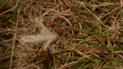 Andropogon macrothrix