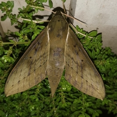 Theretra boisduvalii