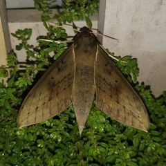 Theretra boisduvalii