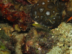 Koumansetta rainfordi