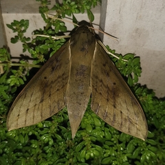 Theretra boisduvalii
