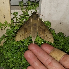 Theretra boisduvalii