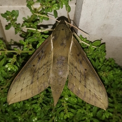 Theretra boisduvalii