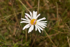 Noticastrum