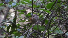 Fulvetta manipurensis
