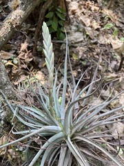 Tillandsia didisticha