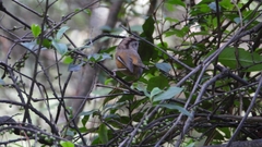 Fulvetta manipurensis