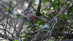 Fulvetta manipurensis