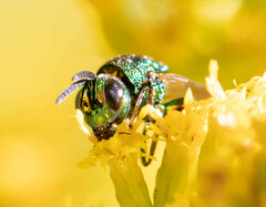 Euperilampus triangularis
