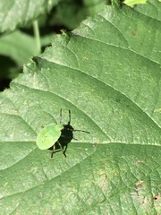 Palomena prasina