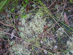 Cladonia subpungens