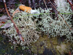 Cladonia subpungens