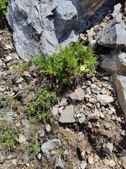 Cryptogramma acrostichoides