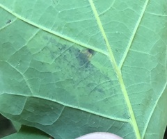 Cameraria hamadryadella