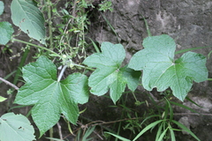 Microsechium helleri