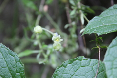 Microsechium helleri