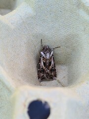 Agrotis vestigialis