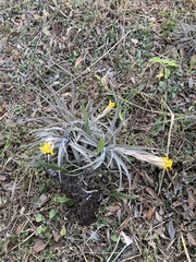 Tillandsia ixioides