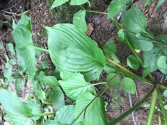 Hosta