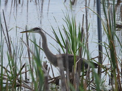 Ardea herodias