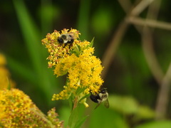 Bombus impatiens