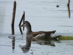 Gallinula galeata