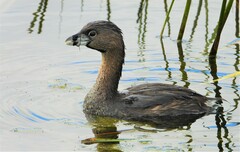 Podilymbus podiceps