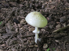 Amanita verna