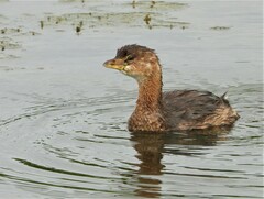 Podilymbus podiceps