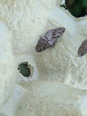 Eupithecia pusillata