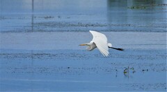 Ardea alba