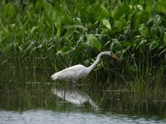 Ardea alba