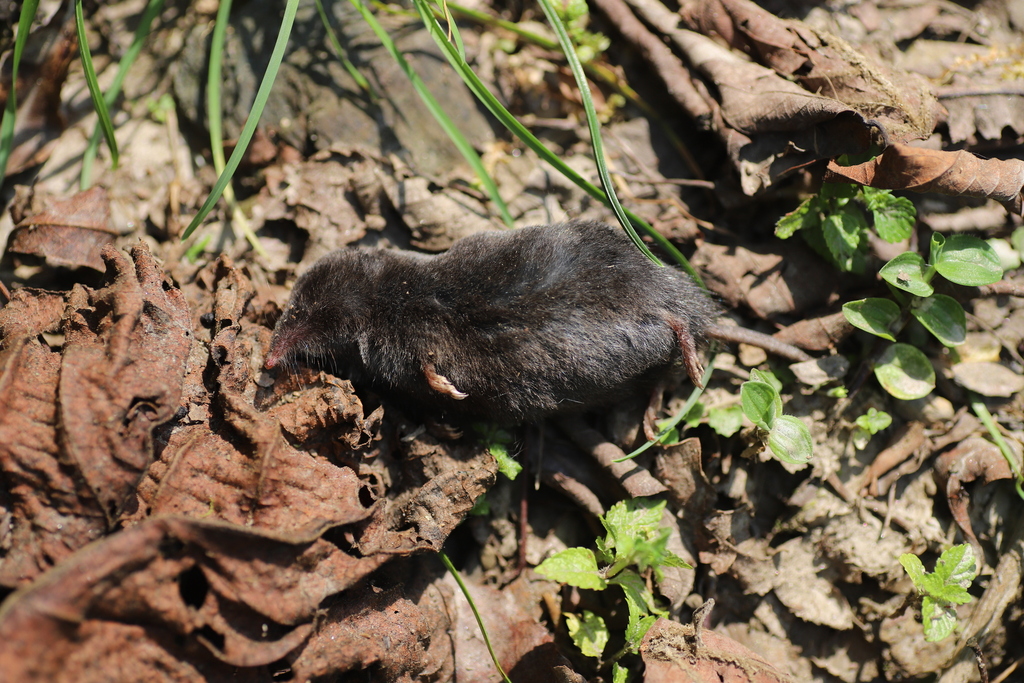 Babault's Mouse Shrew