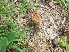 Lycaena phlaeas