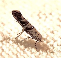 Cameraria hamadryadella