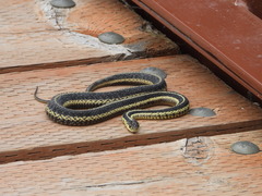 Thamnophis sirtalis