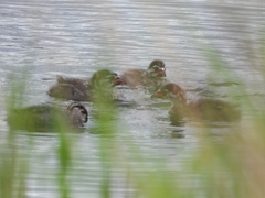 Podilymbus podiceps
