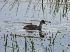 Gallinula galeata