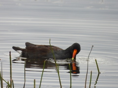 Gallinula galeata