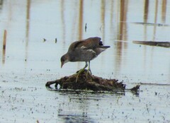Gallinula galeata