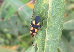 Oncopeltus cingulifer