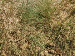 Puccinellia maritima