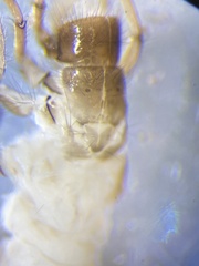 Helicopsychidae