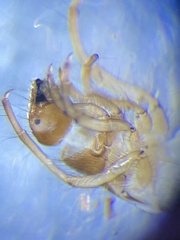 Helicopsychidae