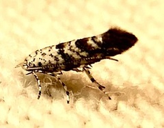 Cameraria hamadryadella