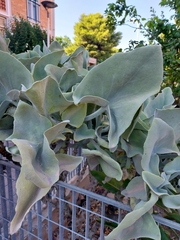 Kalanchoe beharensis